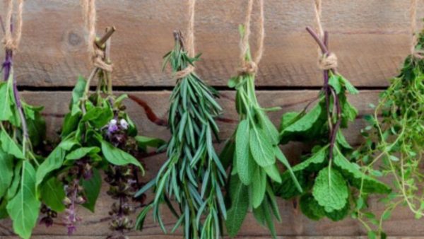 Taller de cocina con plantas aromáticas medicinales mecenas